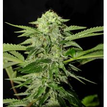 Txees Bilbo de Genehtik Seeds