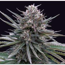 Blubonik Auto de Genehtik Seeds