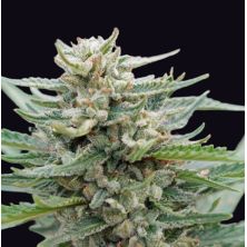 Santa María Bilbo Auto de Genehtik Seeds