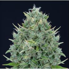 Txomango Auto de Genehtik Seeds