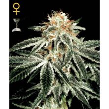 White Widow de Green House