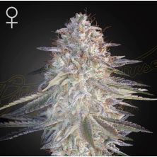 Super Lemon Haze x Pink Candy de Green House