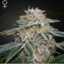 Super Lemon Haze x GMO de Green House