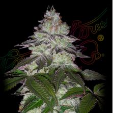Milky Dreams de Green House