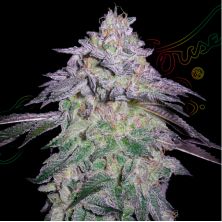 Nori Cake de Green House