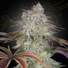 AlienZ de Green House