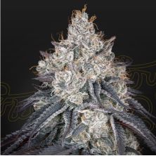 Lemon Orange de Green House