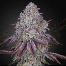 Persian Pie de Green House