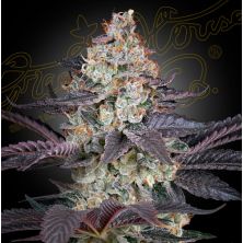 Ztrawberry de Green House