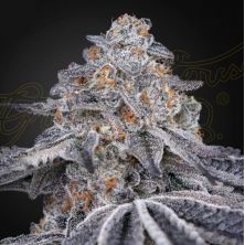 Velvet Moon de Green House