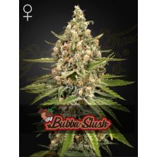 Bubba Slush de Green House