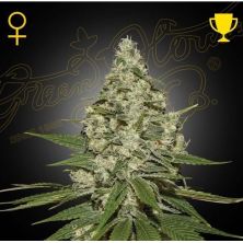 Super Lemon Haze de Green House