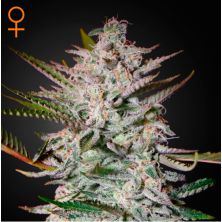 Holy Punch de Green House