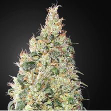 Franco's Lemon Cheese de Green House