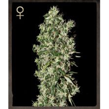 Big Tooth de Green House