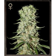 Damnesia de Green House