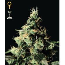 Chemdog de Green House