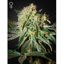 Damn Sour de Green House