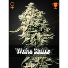White Rhino de Green House