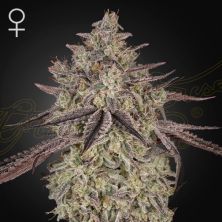 Skywalker Auto de Green House