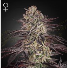 Biscotti Auto de Green House