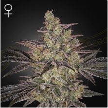 Frosted Guava Auto de Green House