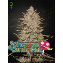 Chemical Candy Auto de Green House