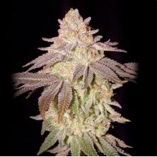 Black Toffee Auto de Green House