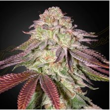 Sugarlato Auto de Green House