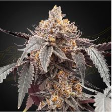 Auto Guava x Auto Gelato 41 de Green House