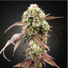 Auto West Coast Og x Auto Gelato 41 de Green House