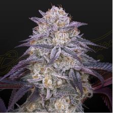 Auto King´s Juice de Green House.