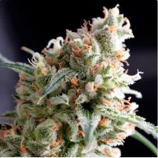 Kukulkan de Pyramid Seeds