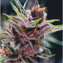 Black Cherry Punch de Pyramid Seeds
