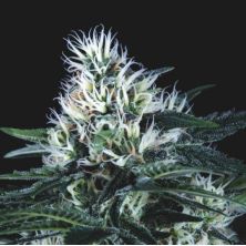 Wembley Fast de Pyramid Seeds