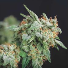 Northern Lights x Runt Pyramid Seeds Gold Line