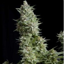 Alpujarreña de Pyramid Seeds