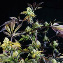 Sunset Sherbet de Pyramid Seeds