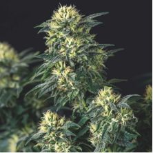 Anesthesia x Runtz de Pyramid Seeds