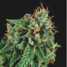 Tutankhamon x Gorilla Glue de Pyramid Seeds