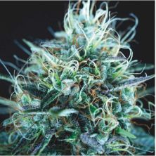 Purple Urkle x Blue Pyramid de Pyramid Seeds