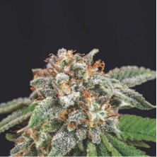Galaxy x Runtz de Pyramid Seeds