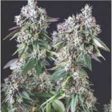 Mendocino Purple Kush de Pyramid Seeds