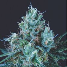 Ice Cream de Pyramid Seeds