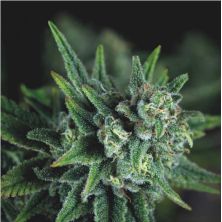 Galaxy Fast de Pyramid Seeds
