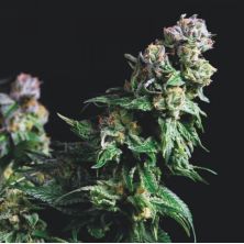 Purple Urkle de Pyramid Seeds