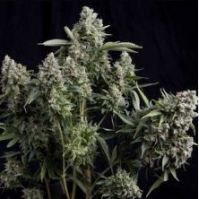 Tutankhamon Fast Pyramid Seeds