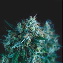 Gorila Fast de Pyramid Seeds