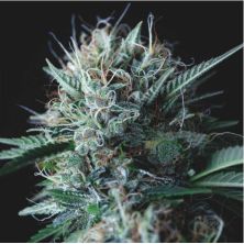 Wembley x Mendocino de Pyramid Seeds Gold Line