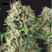 Super Og Kush Fast de Pyramid Seeds